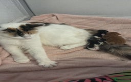 Domestic Shorthair cats for sale: 3 male kittens  - Image 4