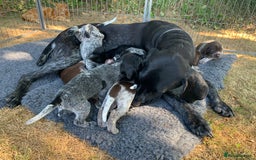 German Shorthaired Pointer dogs for sale: Exceptional German Shorthaired Pointer Puppies - Image 11