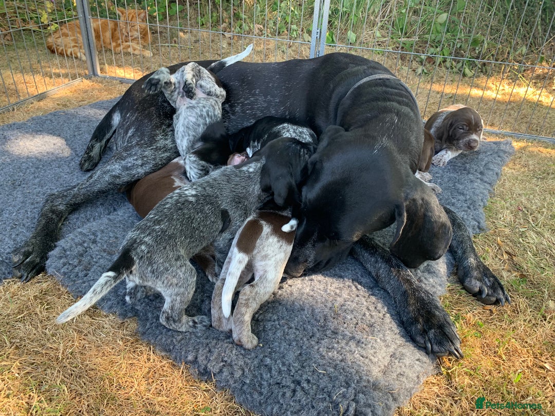 German Shorthaired Pointer dogs for sale: Exceptional German Shorthaired Pointer Puppies - Image 11