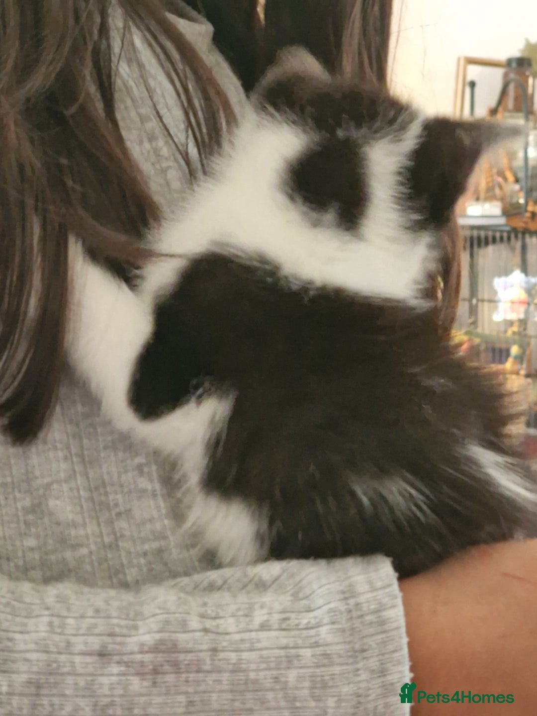 Mixed Breed cats for sale: Kittens - Image 24