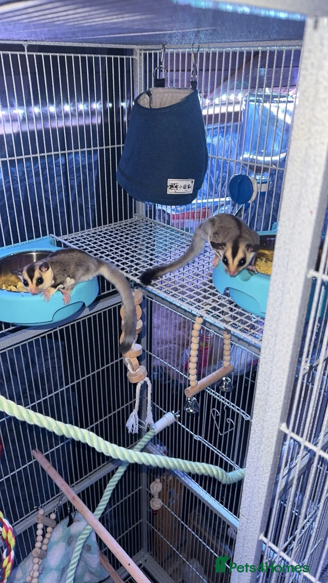 Sugar Glider rodents for sale: Sugar gliders and cage  in Rotherham - Advert 2