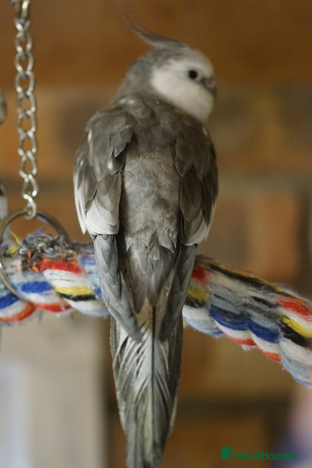 Cockatiels birds for sale: Cockatiels Mixed Genders  - Advert 23