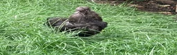 Chickens poultry for sale: Roosters, hens and chicks for sale - Advert 4