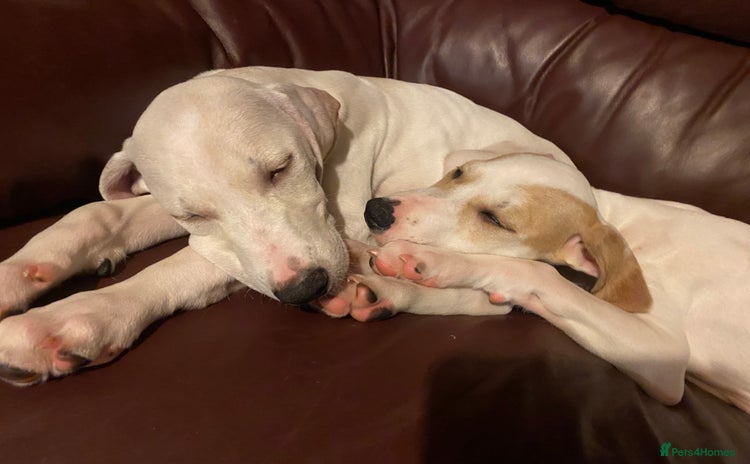 Mixed Breed dogs - Advert 3