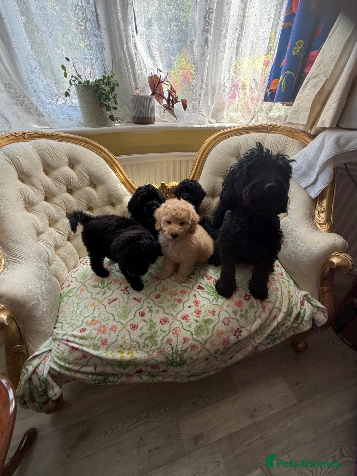 Cockapoo dogs Stunning F1B Cockapoos - DNA Clear - Advert 1