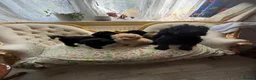 Cockapoo dogs for sale: Stunning F1B Cockapoos - DNA Clear- READY TO LEAVE - Advert 2