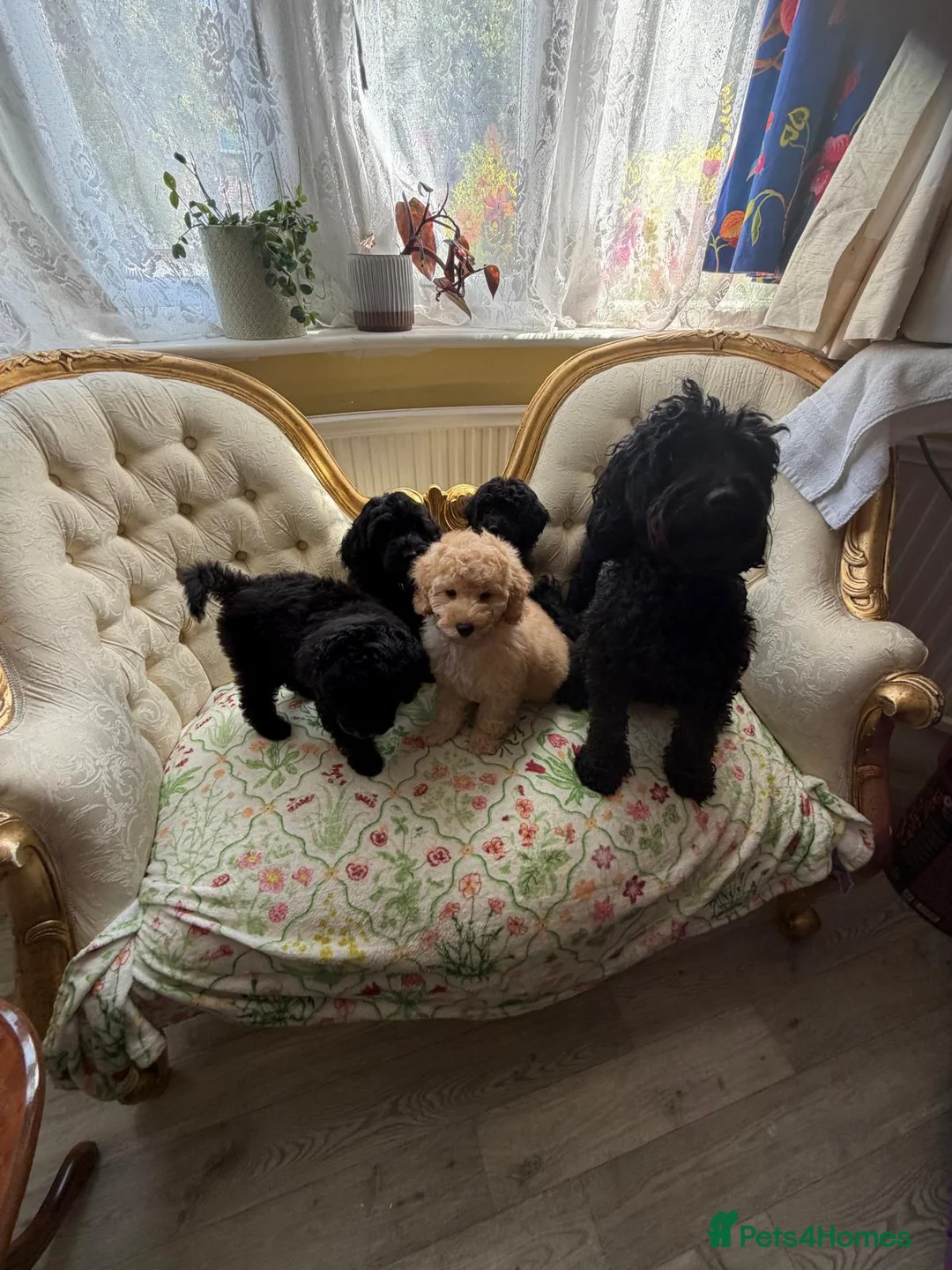 Cockapoo dogs for sale: Stunning F1B Cockapoos - DNA Clear- READY TO LEAVE - Advert 2