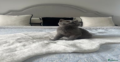 British Shorthair cats - Advert 5