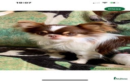 Chihuahua dogs for sale: Beautiful little chihuahua girl - Advert 9
