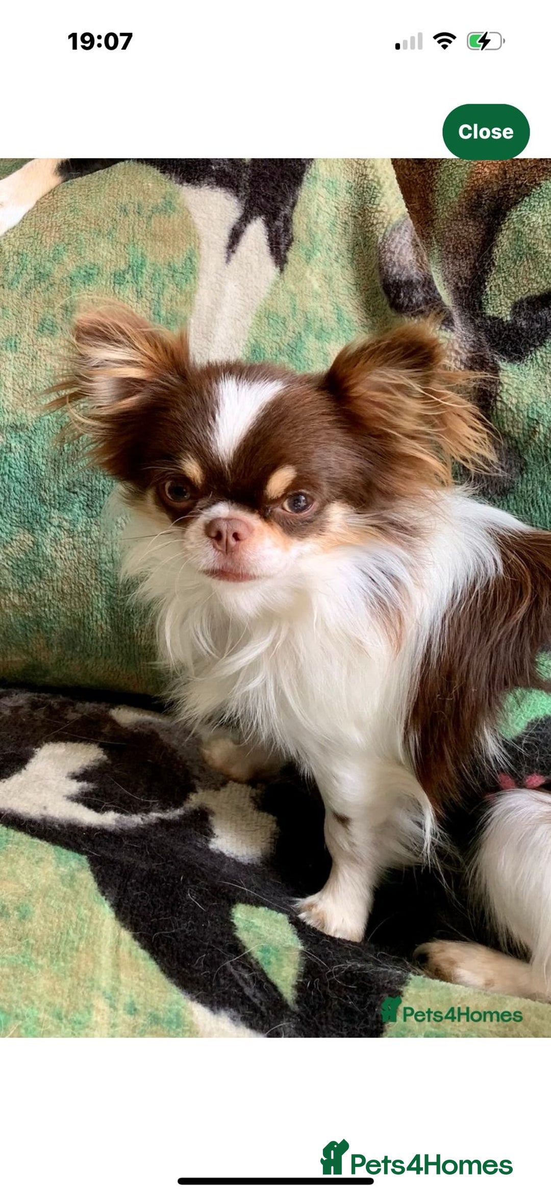 Chihuahua dogs for sale: Beautiful little chihuahua girl - Advert 9