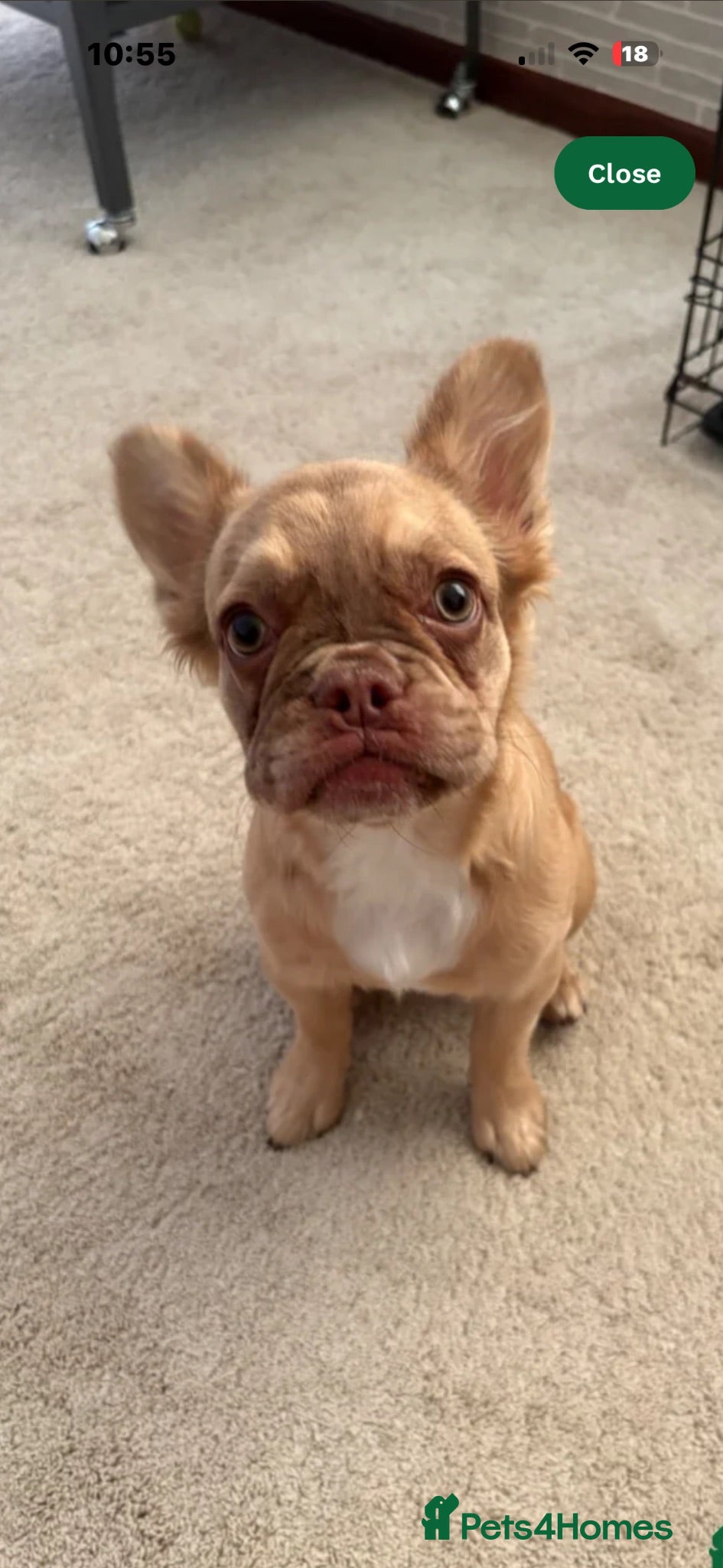 French Bulldog dogs Dottie - Advert 2
