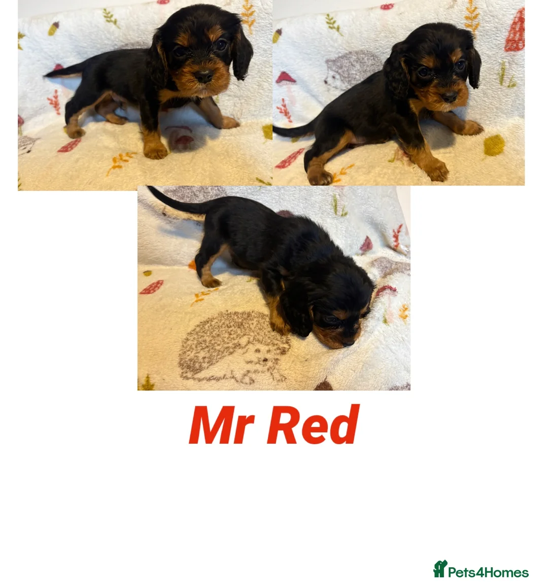 Cockalier dogs for sale: Stunning Cockalier Puppies (5 male, 2 female) - Advert 8