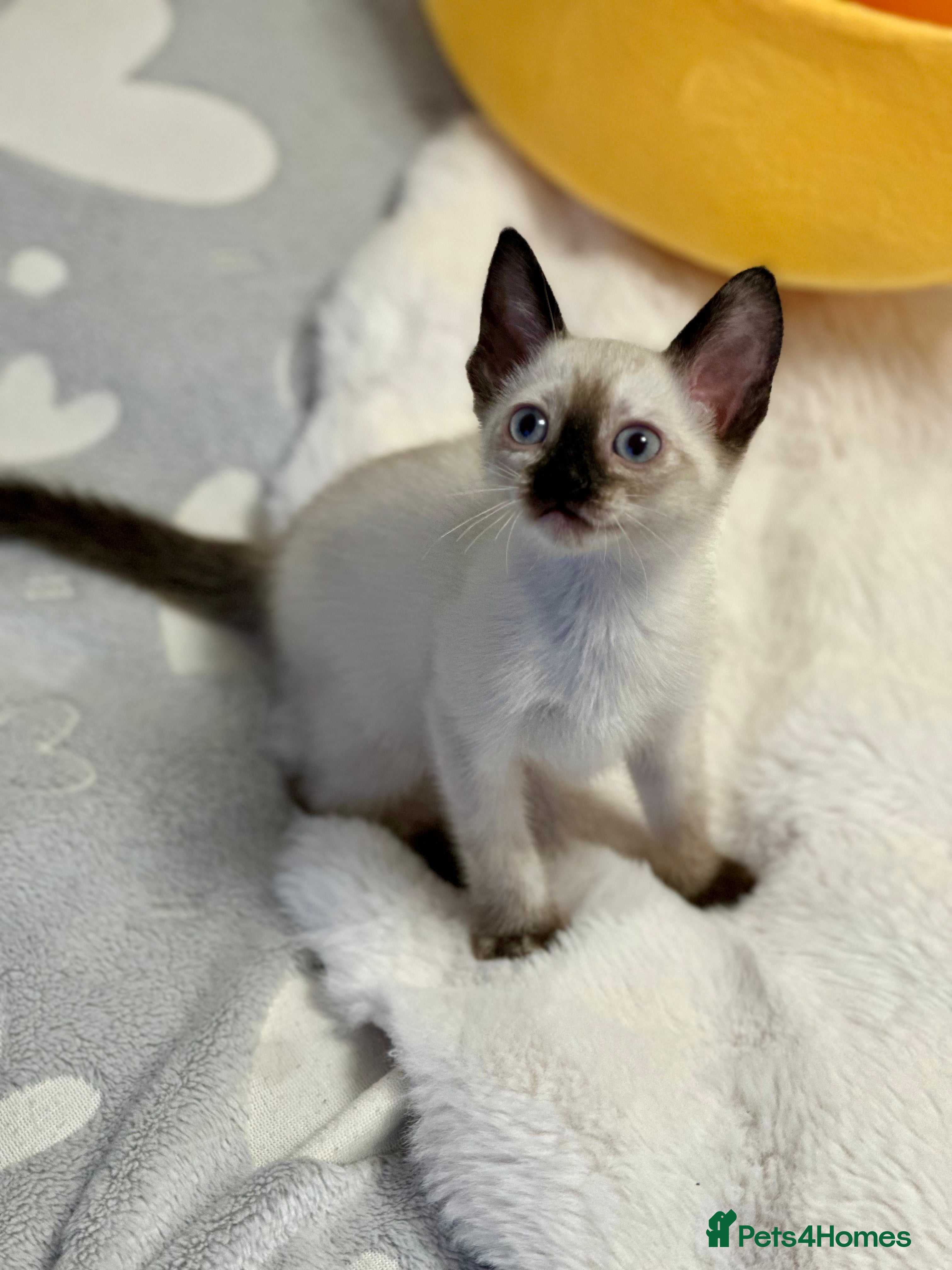 Mixed Breed cats ✨Cornish Rex Kittens Ready for New Homes Now✨ - Advert 6