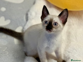Mixed Breed cats ✨Cornish Rex Kittens Ready for New Homes Now✨ - Advert 6