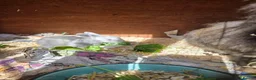 Lionhead rabbits for sale: Double maned lionhead babies - Advert 5