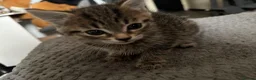 Mixed Breed cats for sale: 8 week old Female tabby kitten - Advert 6