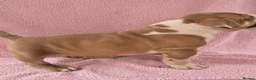 American Bully dogs for sale: Champion ABKC Line Bully Pups - Advert 21