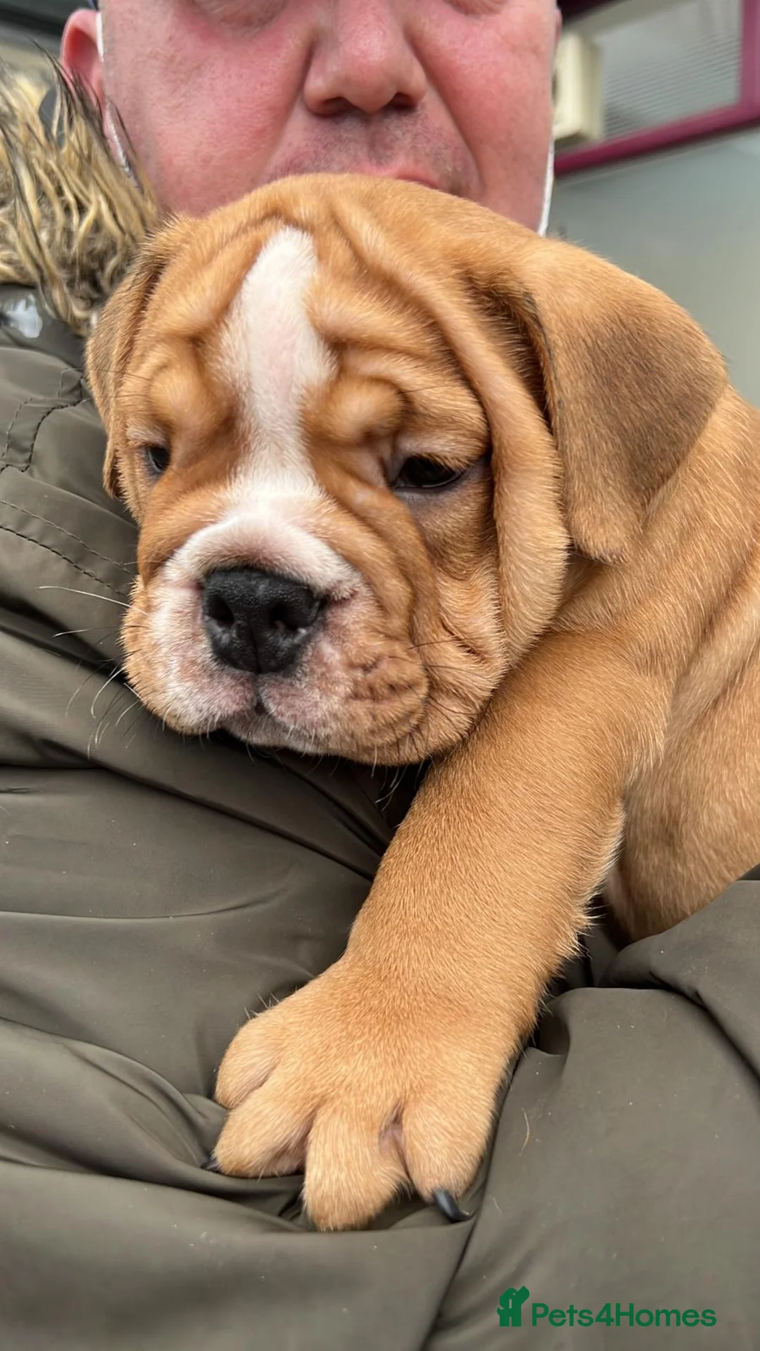 English Bulldog dogs for stud: Our Stunning English Bulldog Carter  in York - Advert 15