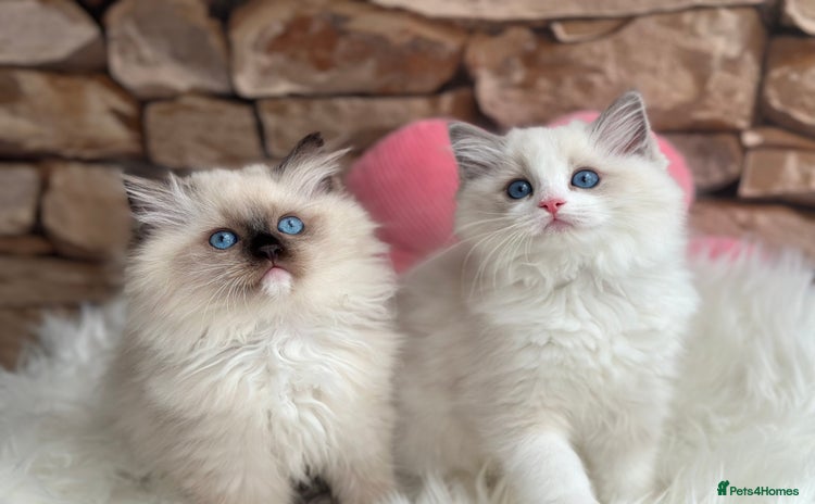 Ragdoll cats - Advert 2