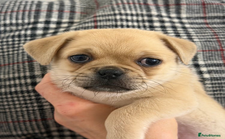 Mixed Breed dogs - Advert 9