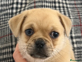 Mixed Breed dogs - Advert 14