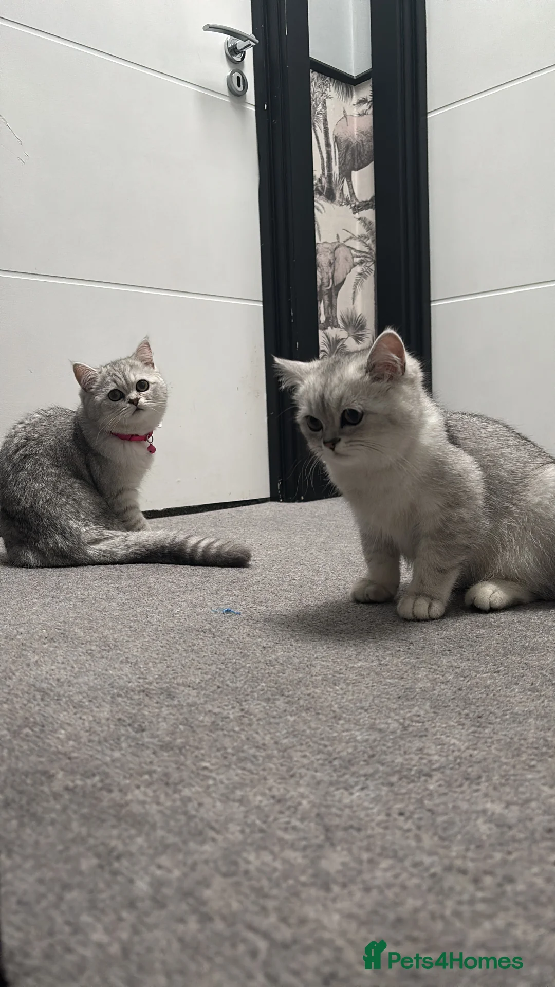 Persian cats for sale: Chinchilla Persian - Advert 3