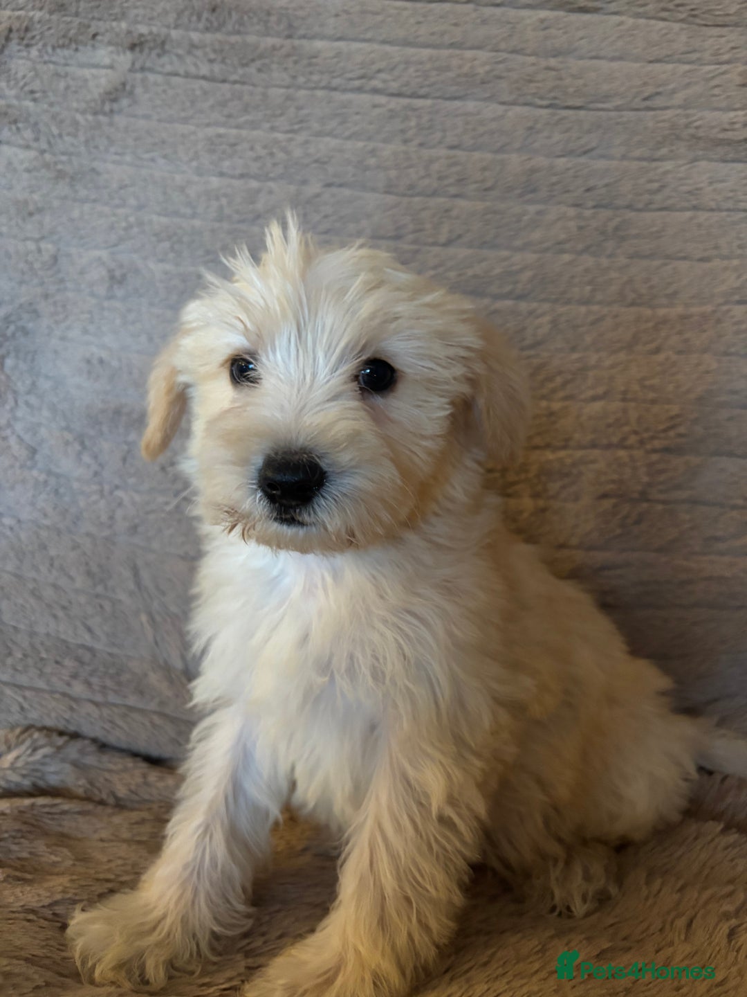 Schnoodle dogs for sale: Truly gorgeous F1 Schnoodle Puppies  - Advert 12