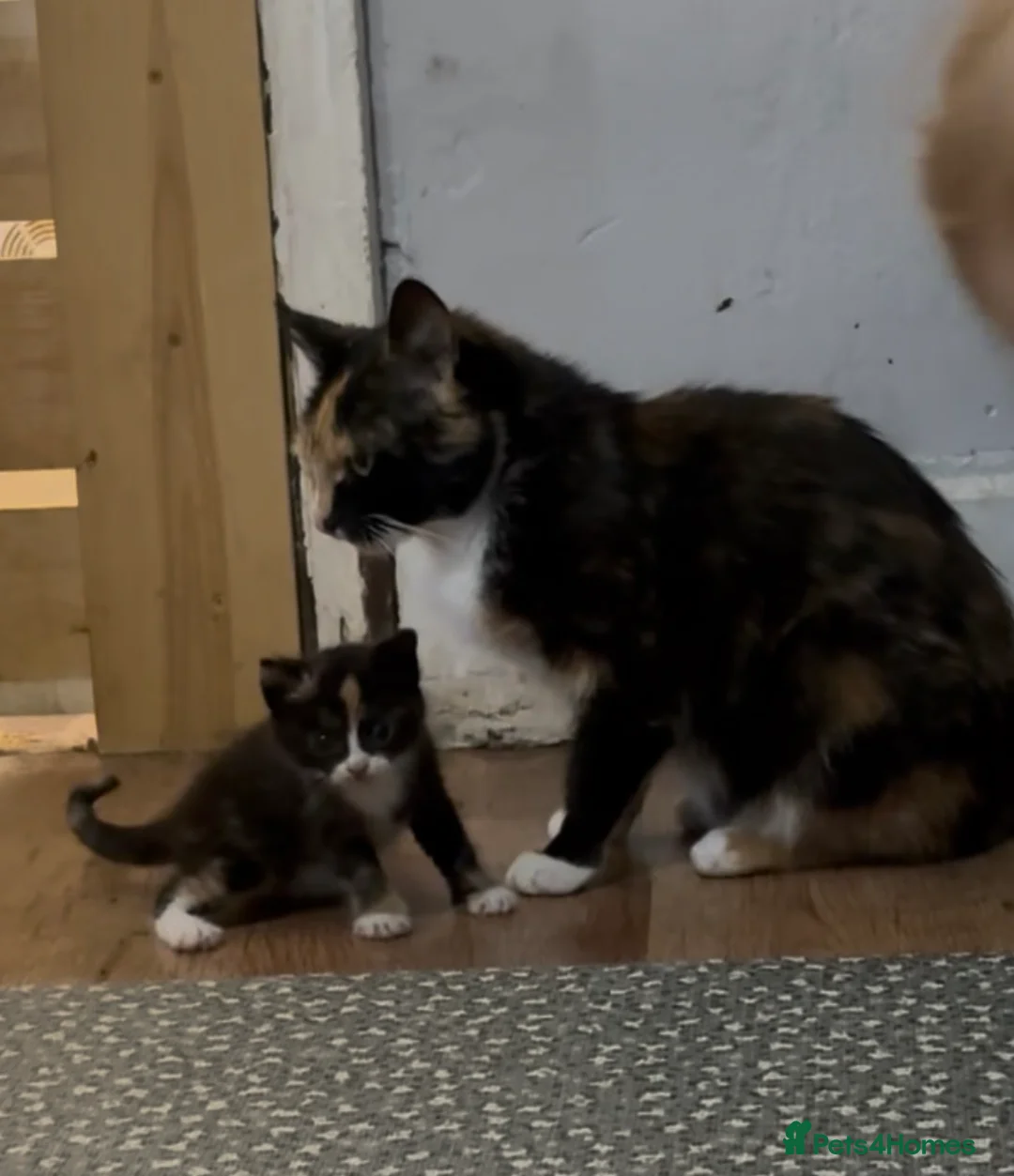 Mixed Breed cats for sale: 3 kittens looking for loving homes  - Advert 21