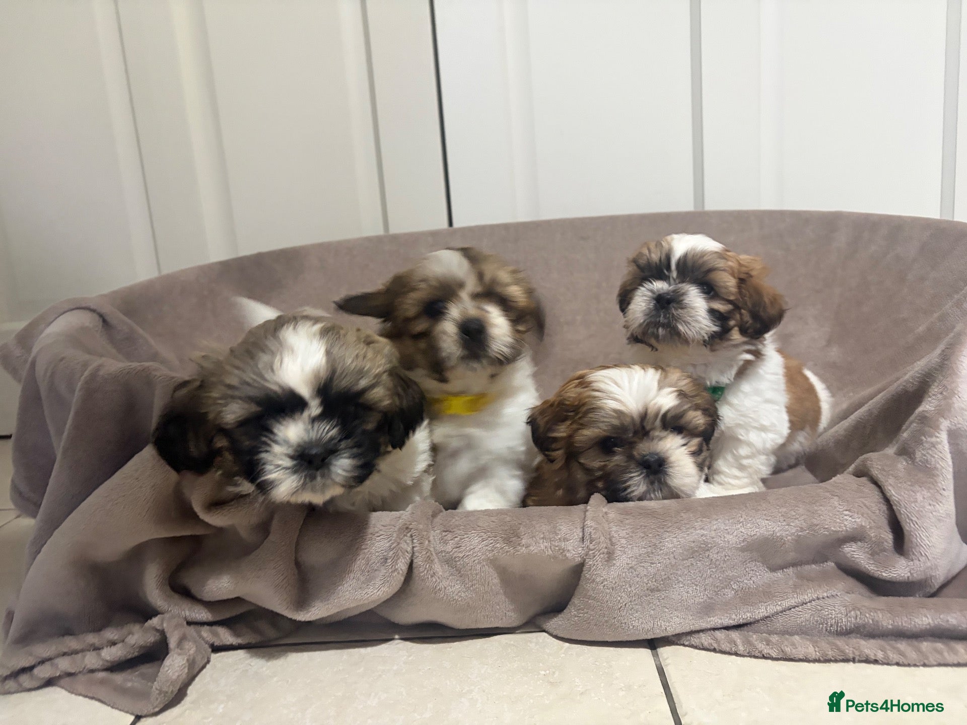 Shih Tzu dogs Shih Tzu - Advert 2