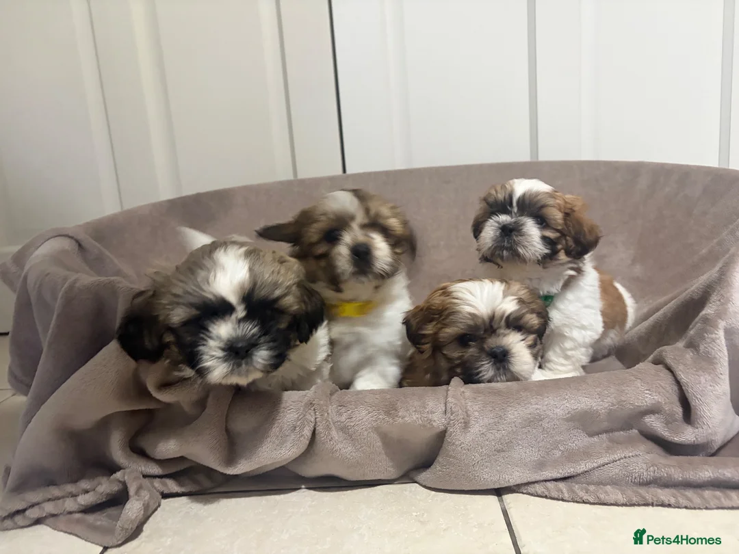 Shih Tzu dogs for sale: Shih Tzu - Advert 1