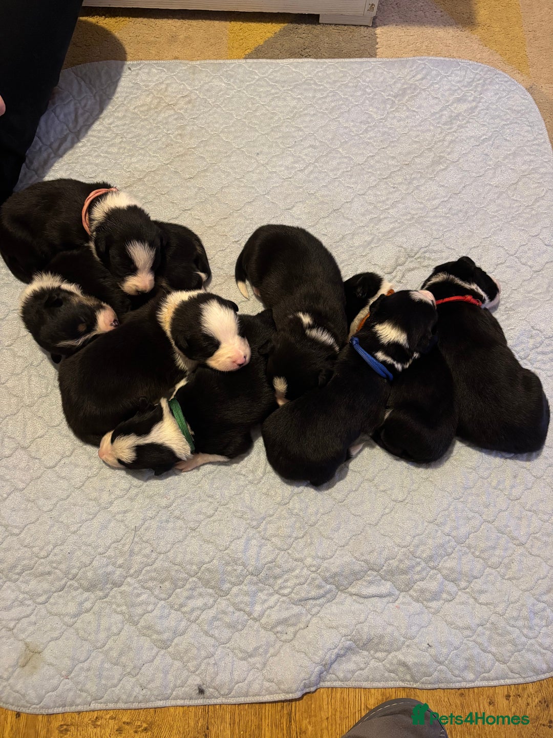 Border Collie dogs for sale: Border collie puppies  - Advert 1