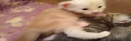 Maine Coon cats for sale: Fully health tested, Tica registered - Advert 4