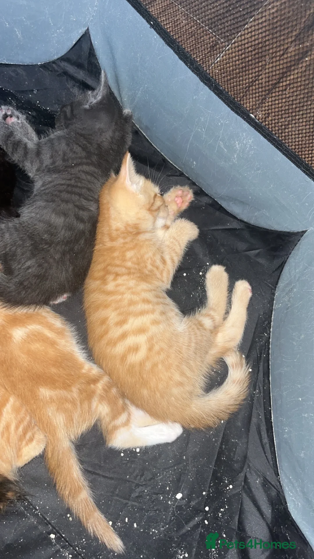 Mixed Breed cats for sale: Mixed breed ginger boy with Bengal style patterns  - Advert 2