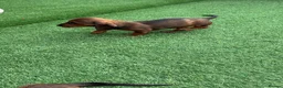 Miniature Dachshund dogs for sale: Miniature Daschund  - Advert 31