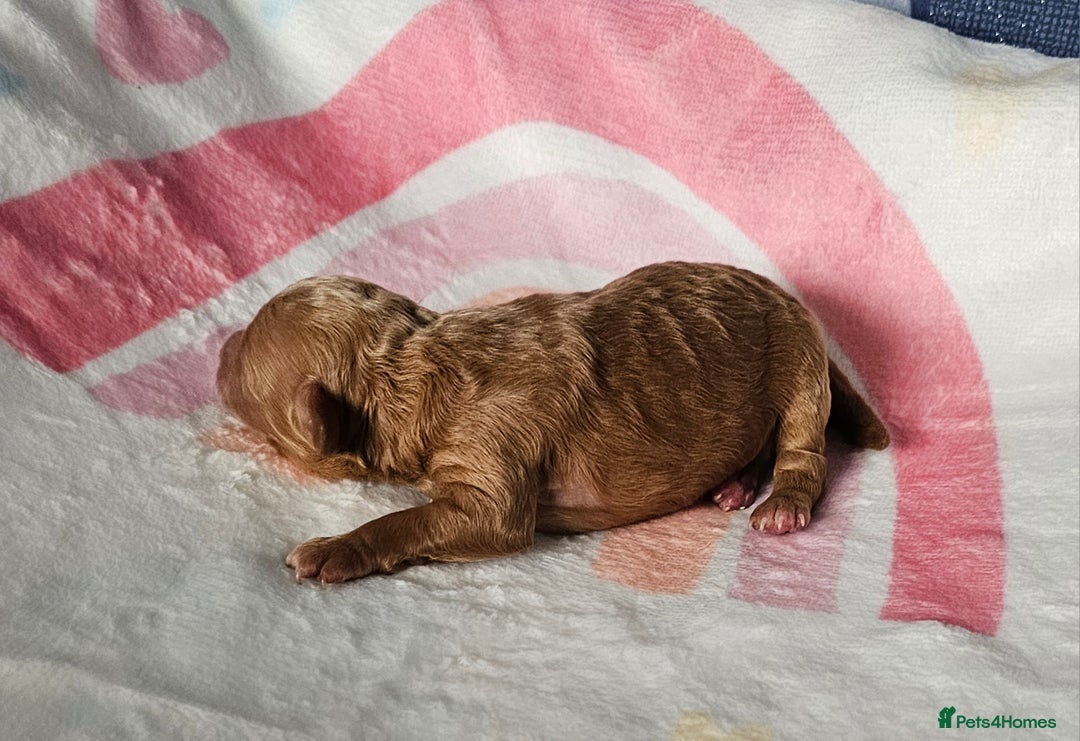 Miniature Poodle dogs for sale: Very well bred, health tested parents  - Image 14