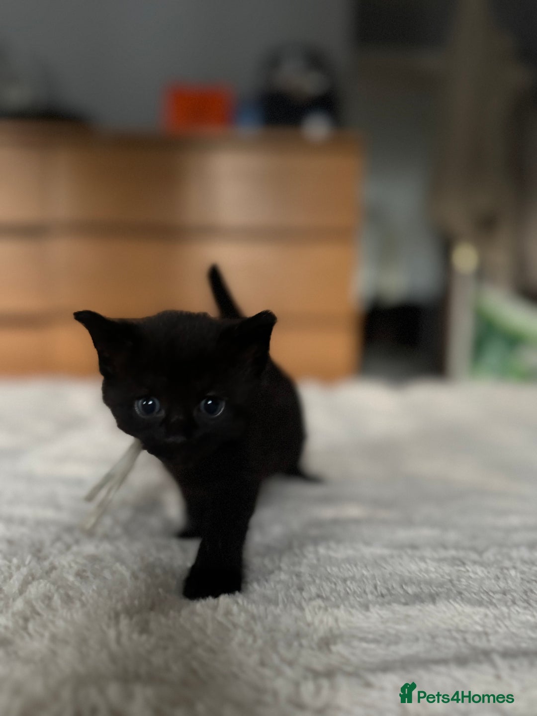 Domestic Shorthair cats for sale: 6 beautiful kittens - Image 9