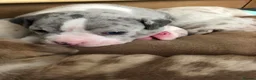 American Bully dogs for sale: Lilac Merle Pocket Bully bitches available  - Advert 6