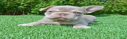 French Bulldog dogs for sale: Gorgeous French Bulldog Puppies  - Advert 35