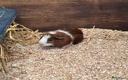 Guinea Pig rodents for sale: Guinea pigs - Image 4