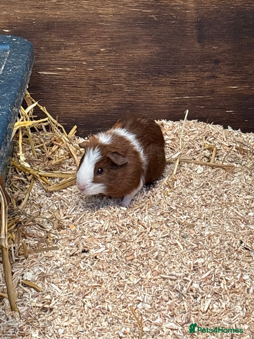 Guinea Pig rodents for sale: Guinea pigs - Image 4