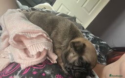 French Bulldog dogs for sale: French bulldog puppies  - Image 7