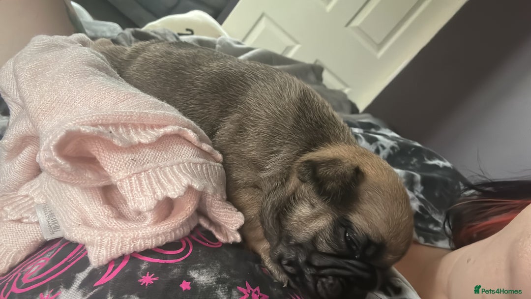 French Bulldog dogs for sale: French bulldog puppies  - Image 7