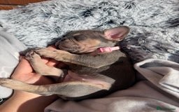 French Bulldog dogs for sale: 7 BEAUTIFUL FRENCHIE PUPPIES FOR SALE 🐾🐶  - Image 32