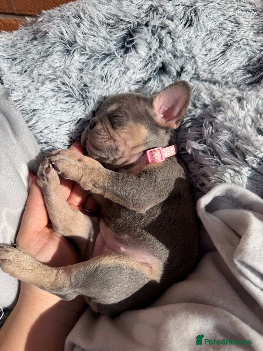 French Bulldog dogs for sale: 7 BEAUTIFUL FRENCHIE PUPPIES FOR SALE 🐾🐶  - Image 32