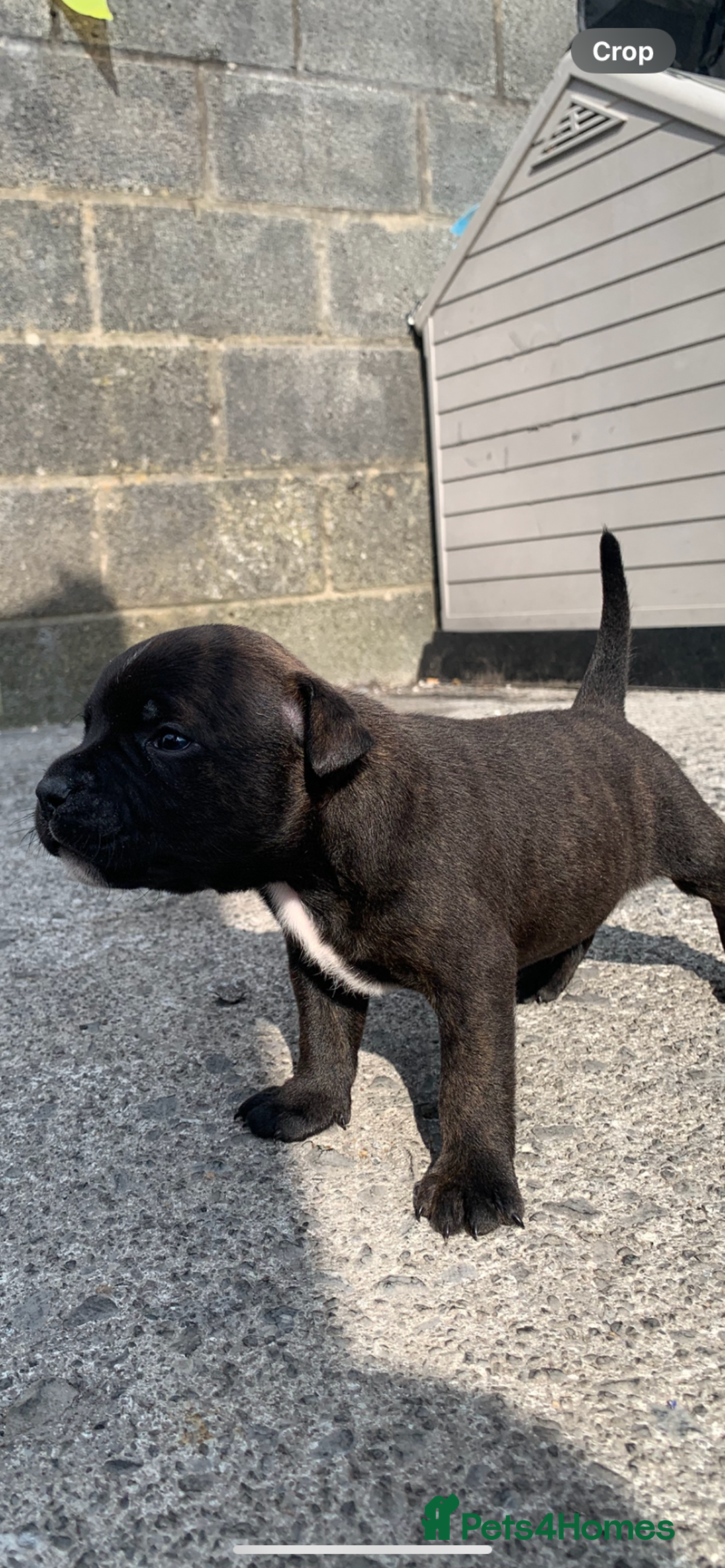 Staffordshire Bull Terrier dogs for sale: Staffy pups for sale - Image 1