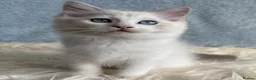 Ragdoll cats for sale: Beautiful Tica Register Kittens Ragdoll - Advert 26