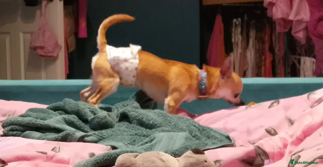 Chihuahua dogs for stud: Chihuahua for Stud - Advert 5