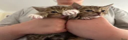Mixed Breed cats for sale: Beautiful kittens  in Ipswich - Advert 8