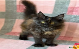 Maine Coon cats for sale: European Blood Lines GCCF Reg Main Coon Kittens  - Image 4