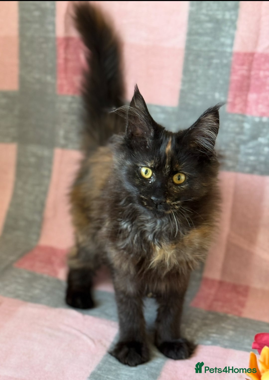 Maine Coon cats for sale: European Blood Lines GCCF Reg Main Coon Kittens  - Image 4